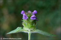 Prunella vulgaris