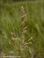 Puccinellia caespitosa