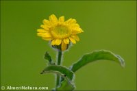 Pulicaria arabica
subsp. hispanica