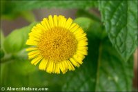 Pulicaria dysenterica