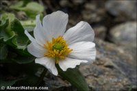 Ranunculus acetosellifolius