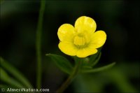 Ranunculus arvensis