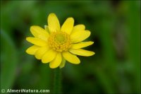 Ranunculus bullatus