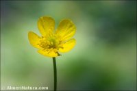 Ranunculus granatensis