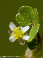 Ranunculus hederaceus