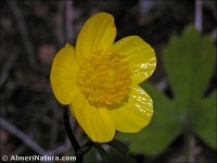 Ranunculus paludosus