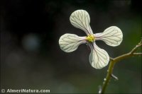 Raphanus raphanistrum