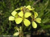 Rapistrum rugosum