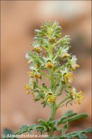 Reseda collina