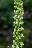 Reseda lanceolata