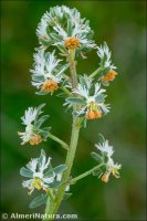 Reseda phyteuma