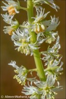 Reseda undata
ssp leucantha