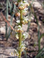 Reseda undata
