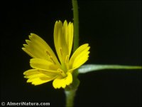Rhagadiolus edulis