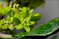 Rhamnus alaternus
