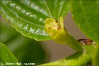 Rhamnus alpina