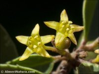 Rhamnus myrtifolia
ssp iranzoi