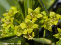 Rhamnus oleoides
ssp assoana