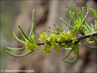 Rhamnus oleoides
ssp rivasgodayana