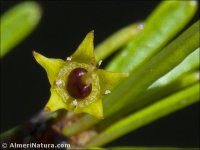 Rhamnus oleoides
ssp assoana