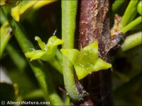 Rhamnus oleoides