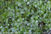 Rhizomnium punctatum