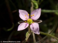 Rhodalsine geniculata