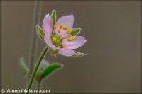 Rhodalsine geniculata