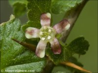 Ribes uva-crispa
ssp austro-europaeum
