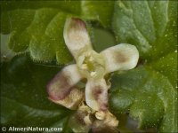 Ribes uva-crispa
ssp austro-europaeum