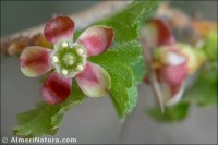 Ribes uva-crispa
subsp. austro-europaeum