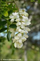 Robinia pseudacacia