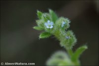 Rochelia disperma