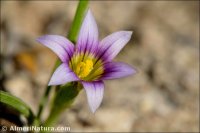 Romulea columnae