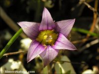Romulea columnae