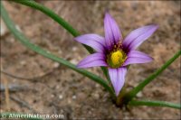 Romulea ramiflora