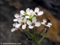 Rorippa microphylla