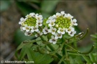 Rorippa nasturium-aquaticum
