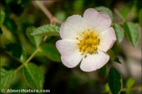 Rosa agrestis