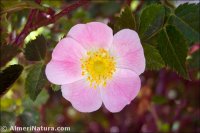 Rosa canina