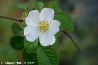 Rosa corymbifera
