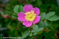 Rosa micrantha