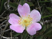 Rosa pouzinii