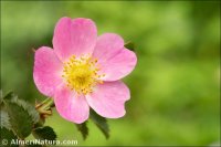 Rosa sicula