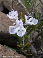 Rosmarinus officinalis