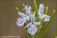 Rosmarinus officinalis