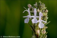 Rosmarinus officinalis