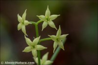 Rubia peregrina