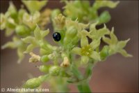 Rubia tinctorum
