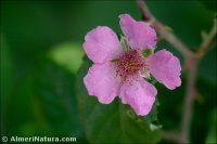 Rubus ulmifolius